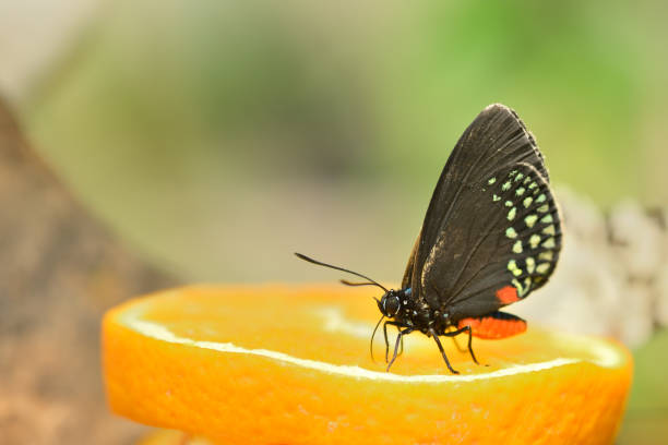 istock Black, white, orange and blue tropical butterfly 2173992255