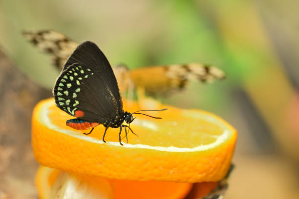 istock Black, white, orange and blue tropical butterfly 2173992280