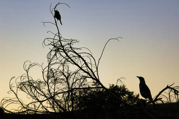 istock Wattlerbirds silhouetted against the evening sky 2173993399