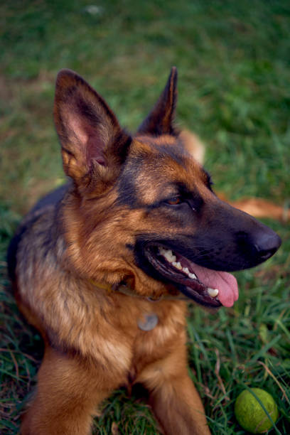 German shepherd dog with a tennis ball