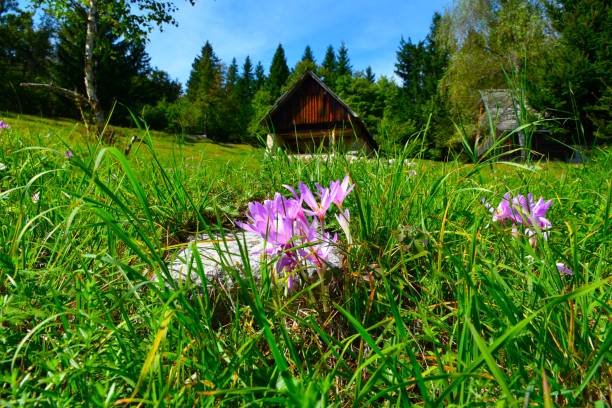fialový podzimní krokus (colchicum autumnale) kvete v selektivním ohnisku na louce - ocún-jesenní - stock snímky, obrázky a fotky
