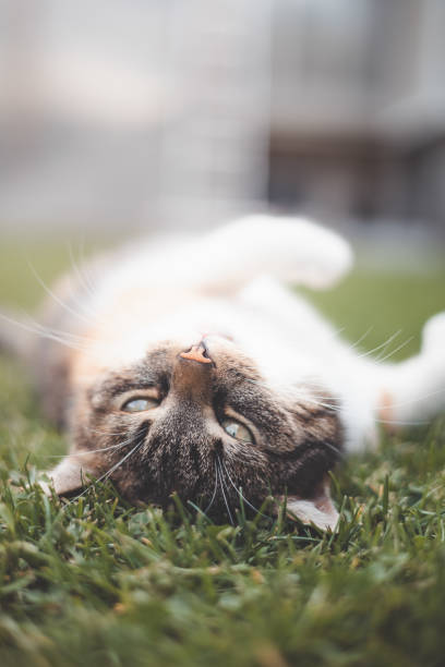 istock Cute tabby cat laying upside down on the grass, playfully gazing into the camera with a curious and friendly expression, perfect for capturing the joy of pets 2173995509