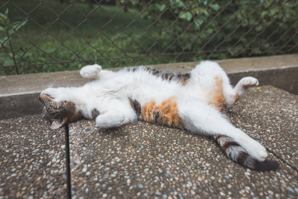 Peaceful calico cat enjoys a lazy nap on a textured surface, paws stretched out in ultimate relaxation under the shade. Perfect for showcasing tranquility and feline comfort.