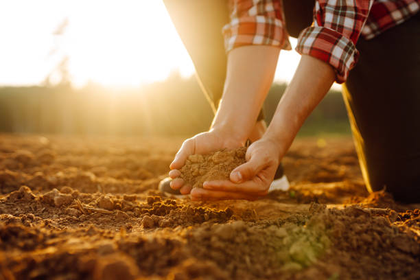 istock A farmer examines soil quality at sunset while kneeling in a sunlit field. 2173996326