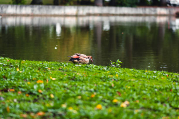 Ducks by Pond Congress Park Saratoga Springs New York Landscape