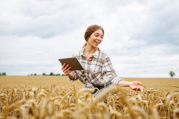 istock Woman sitting in a wheat field, using a tablet to check data on a sunny day surrounded by golden crops in late summer. 2173997572