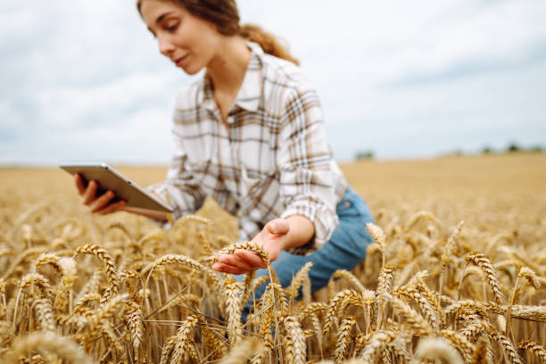 istock Woman sitting in a wheat field, using a tablet to check data on a sunny day surrounded by golden crops in late summer. 2173997583