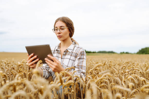 istock Woman sitting in a wheat field, using a tablet to check data on a sunny day surrounded by golden crops in late summer. 2173997604