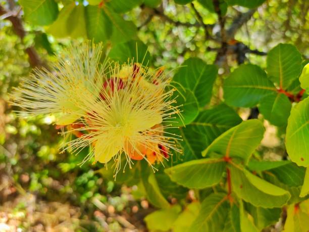 istock Nature's Floras exuding pure beauty 2173999012
