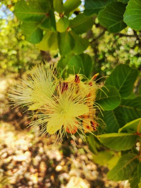istock Nature's Floras exuding pure beauty 2173999029