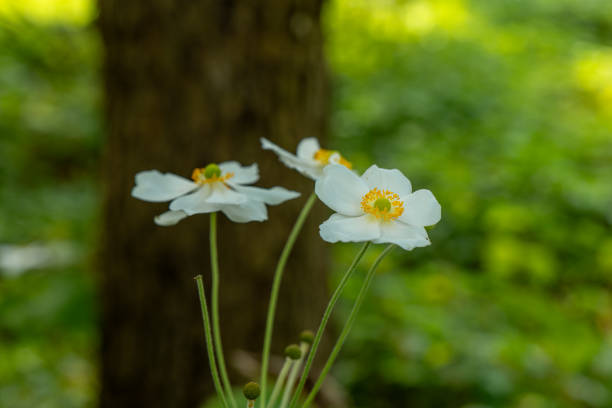 Spring mood