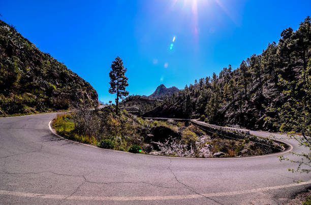 istock A winding road with a tree in the middle of it 2174000480