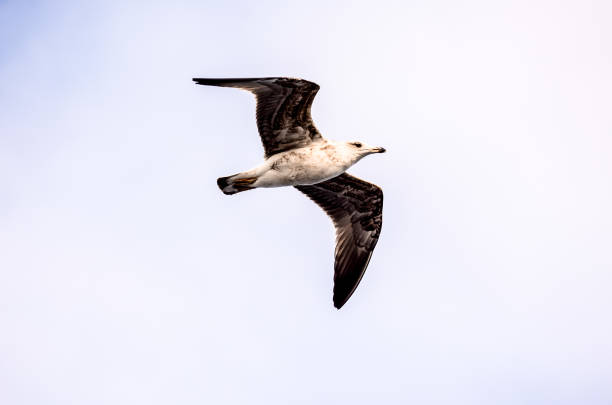 istock A seagull is flying in the sky 2174000622