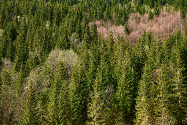 istock Aerial view of mountains covered with dense forests 2174001037