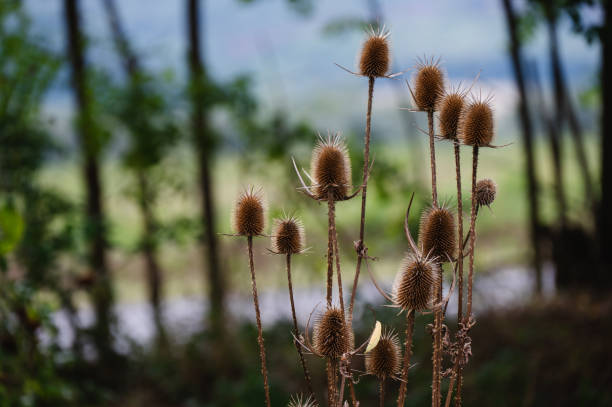 A close-up of dry thistle plants with spiky seed heads, standing tall in a natural outdoor setting. The blurred green and blue background of trees and distant landscape contrasts with the sharp textures of the thistles.