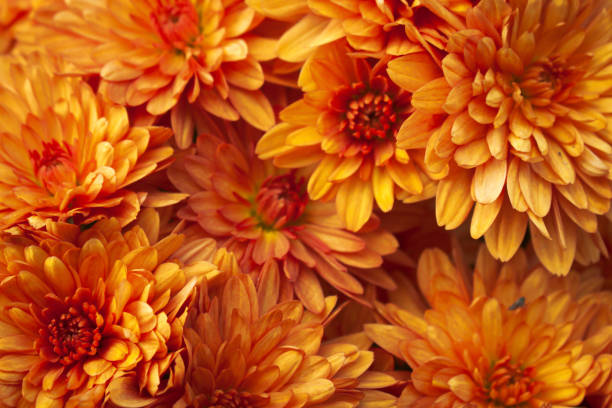 Orange hardy chrysanthemum plants as a pattern. Abstract flower background texture