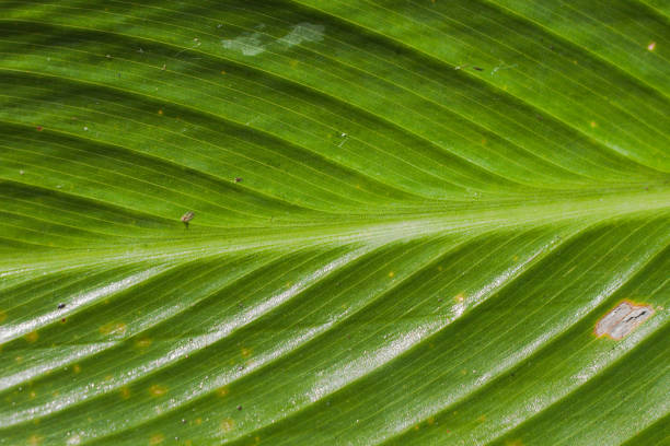 A close-up of a banana palm leaf. Green pattern