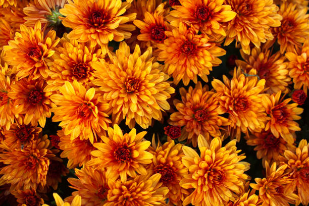 istock Orange hardy chrysanthemum flowers as a pattern. Abstract flower background texture 2174003093