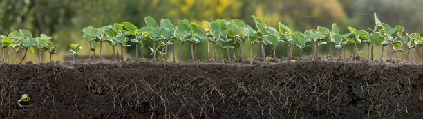 istock Fresh green soybean plants with roots 2174006152