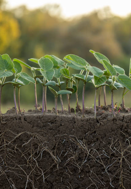 istock Fresh green soybean plants with roots 2174006251