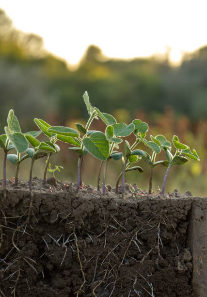 istock Fresh green soybean plants with roots 2174006297