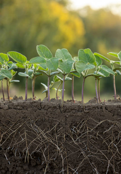 istock Fresh green soybean plants with roots 2174006392