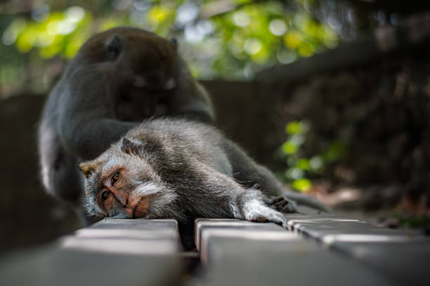 A serene portrait of a monkey grooming in a lush environment, capturing the essence of wildlife tranquility. This image showcases the intricate details of the monkey's fur and expressive eyes, set against a blurred background of greenery, ideal for nature-related projects.