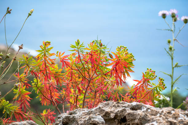 A beautiful composition of vibrant red and green foliage against a serene sea backdrop, showcasing nature's colors. Ideal for nature-themed projects, this image captures tranquility and the beauty of outdoor flora.