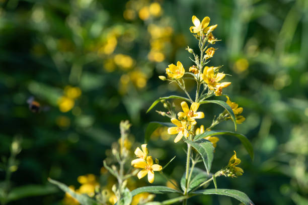 istock Yellow loosestrife (lysimachia vulgaris) 2174007888