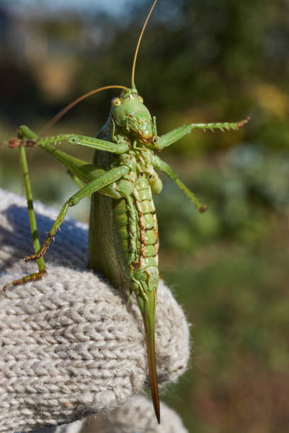 Grasshopper perched on a stunning green leaf