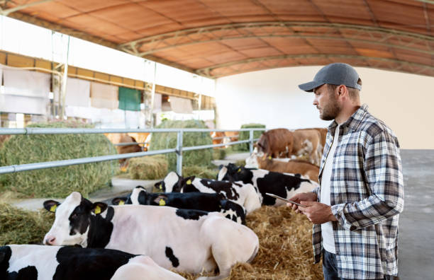 istock Male farmer with digital tablet inspecting cows in livestock. 2174010004