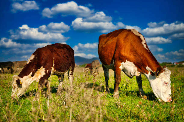 Cows grazing in a lush green field under blue skies.