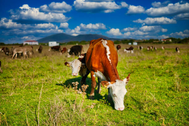Cows grazing in a lush green field under blue skies.
