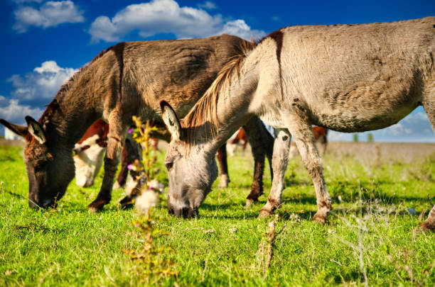 Donkey looking out of the open doors of his stable