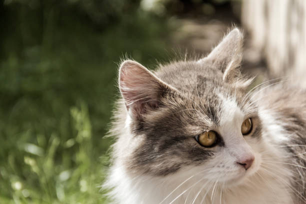 istock Domestic cat with beautiful eyes. 2174011846