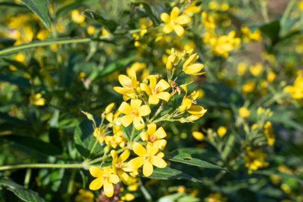 istock Yellow loosestrife (lysimachia vulgaris) 2174011904