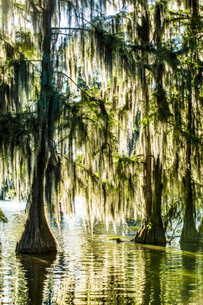 istock Cypress Trees in the Late Afternoon 1 2174011996