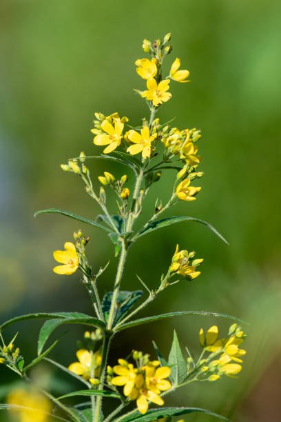 istock Yellow loosestrife (lysimachia vulgaris) 2174012107