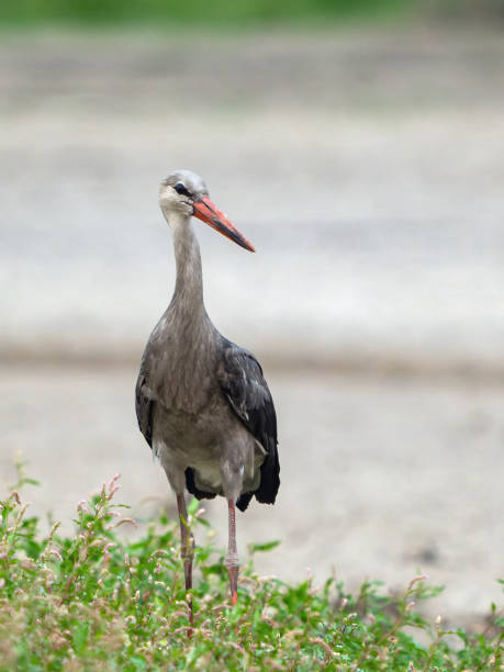 istock A rare White Stork, Ciconia ciconia. Close up 2174012359