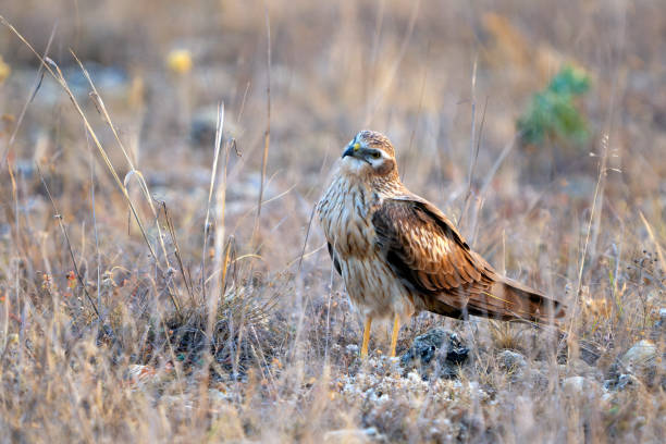 istock Montagus Harrier Circus pygargus in fthe wild 2174012376