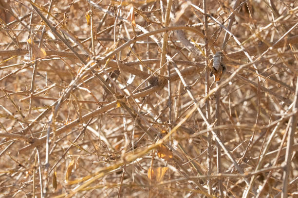Beauty of nature of the form and texture of leafless twigs