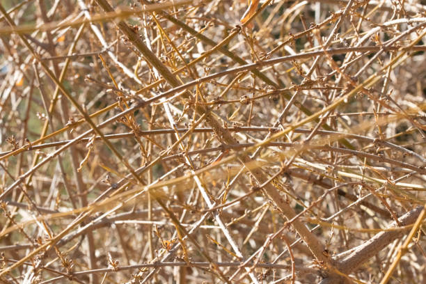 Beauty of nature of the form and texture of leafless twigs