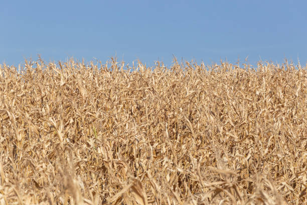 Beautiful day in Ocober in Macedonia. The corn is ready to be picked up.