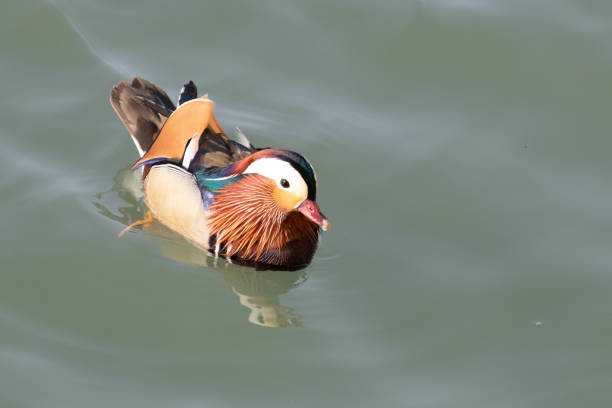 Colorful Mandarin Duck  floating in the Lake
