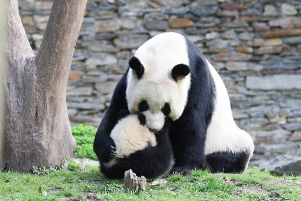 istock Mother panda is playing with her Cub, China 2174013902