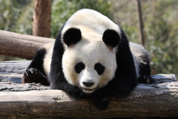 istock Close up curious panda , China 2174013911