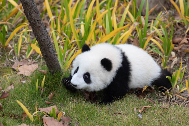 istock Close up Little Panda on the playground 2174014036