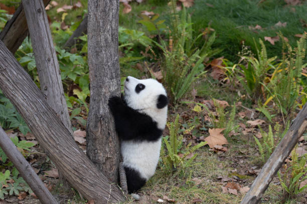 istock Close up Little Panda on the playground 2174014045