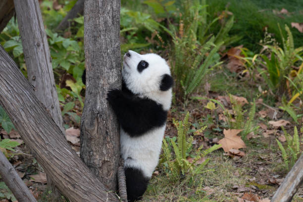 istock Close up Little Panda on the playground 2174014047
