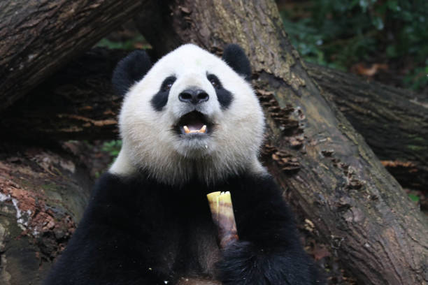 istock Cute Fluffy Panda in Chengdu Panda Base, China 2174014124